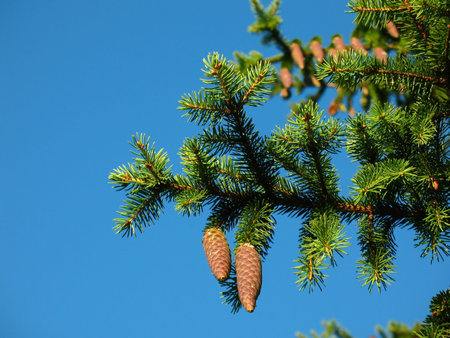 branch of fir