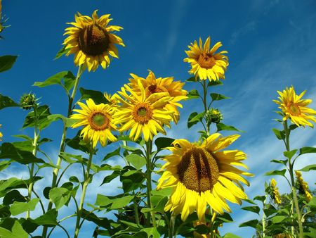 sunflowersの写真素材