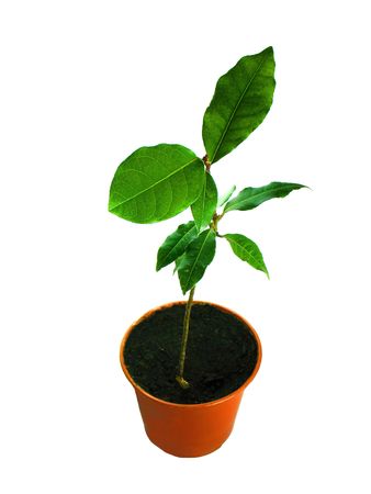 plant in flowerpot over white の写真素材