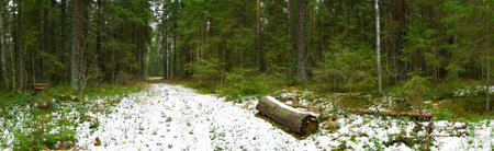 path in winter forest panoramic