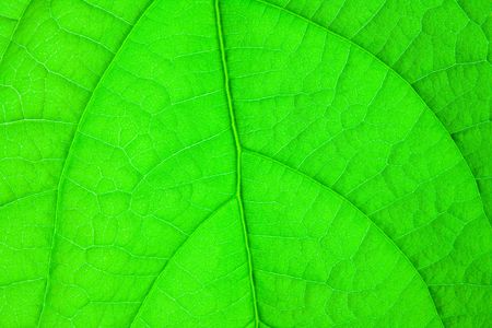 green leaf structureの写真素材
