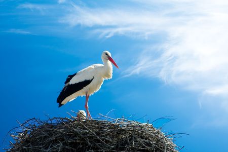 beautiful stork stand on the nestの写真素材