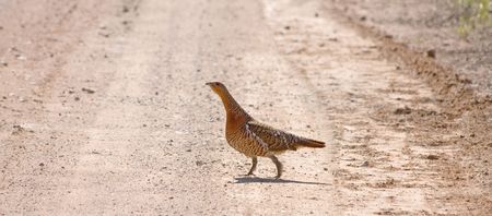 wood grouse cross the dirt roadの写真素材