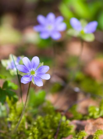 Hepatica nobilisin spring forestの写真素材