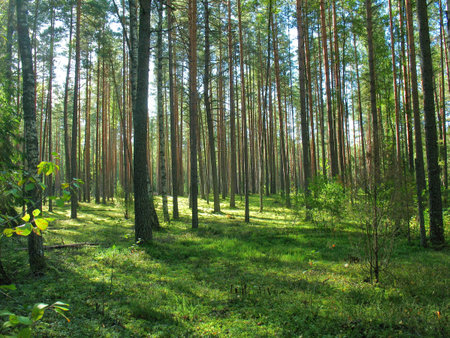 coniferous forest