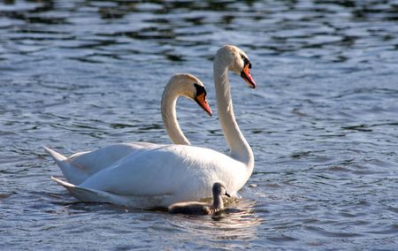 couple of white swans and young cygnetの写真素材