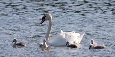 swan and cygnets の写真素材