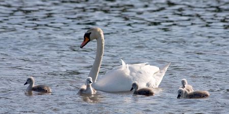 swan and little cygnetsの写真素材