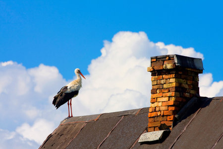beautiful stork stand on roof の写真素材