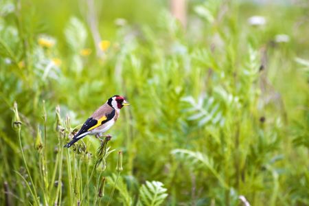 beautiful little bird stay at stem of flowerの写真素材