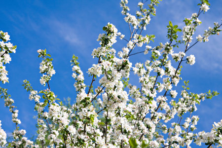 blossom apple tree