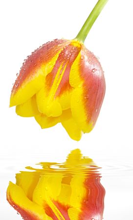 tulip with water drops and water reflection over whiteの写真素材