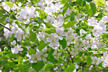blossom apple treeの写真素材
