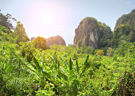 jungleの写真素材