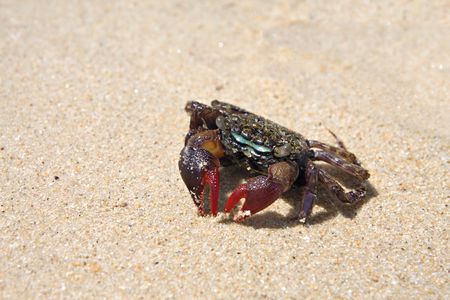 crab on the beachの写真素材