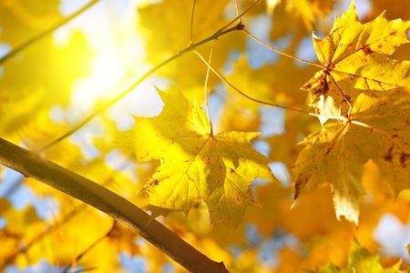Autumn yellow leaves of maple and sunの写真素材
