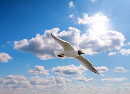 Flying seagullの写真素材