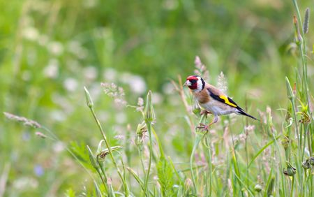 beautiful little bird goldfinch stay at stem of flower. Carduelis carduelisの写真素材