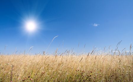 autumn grass and blue skyの写真素材