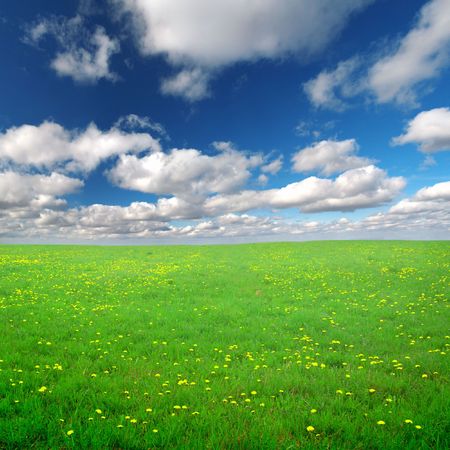 Yellow flowers field under blue cloudy skyの写真素材
