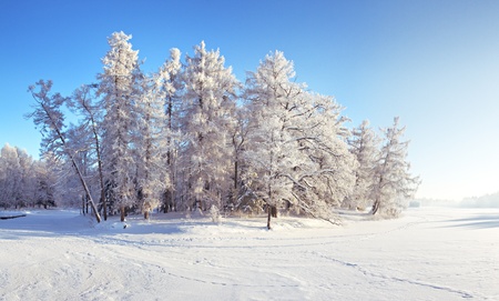 Winter park in snowの写真素材