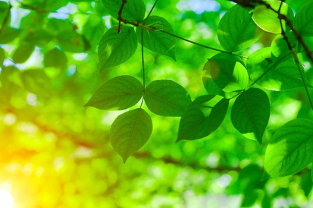 Green leaves and sunの写真素材
