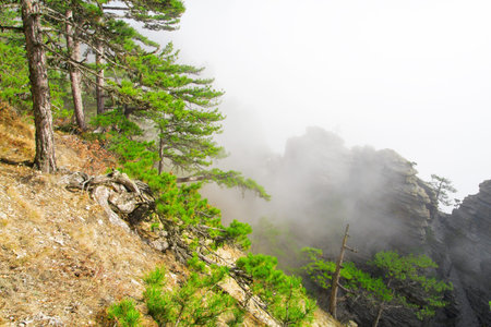 high mountain with pine in cloudsの写真素材