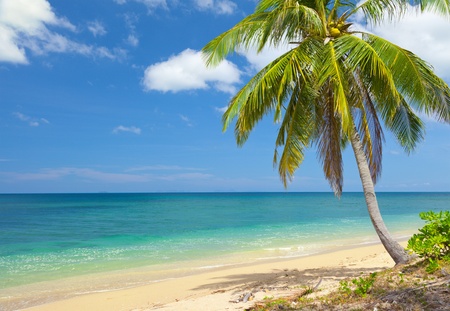 tropical beach with coconut palmの写真素材