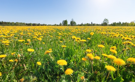 Yellow flowers hill under blue cloudy skyの写真素材