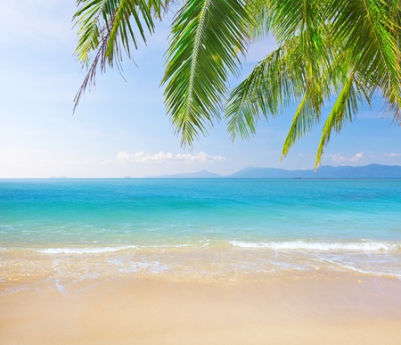 Palm and tropical beachの写真素材