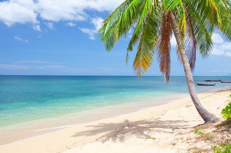 tropical beach with coconut palm. koh Lanta, Thailandの写真素材