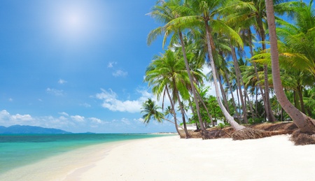 tropical beach with coconut palmの写真素材