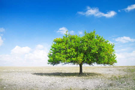 drought. death field and green tree