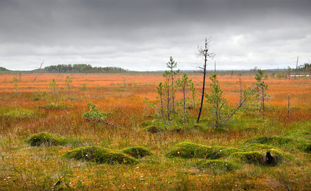 Northern marshes