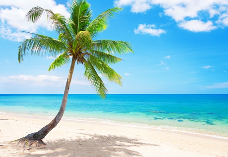 beautiful beach with coconut palm. Koh Lanta, Thailandの写真素材