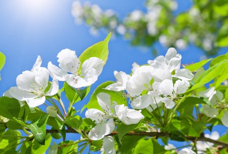 blossom apple treeの写真素材