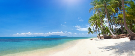 tropical beach with coconut palmの写真素材