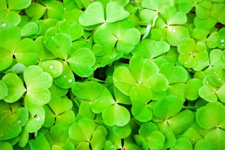 green clover backgroundの写真素材