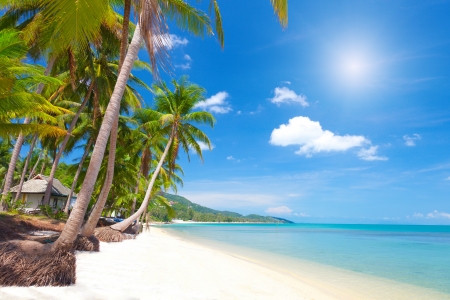 tropical beach with coconut palmの写真素材
