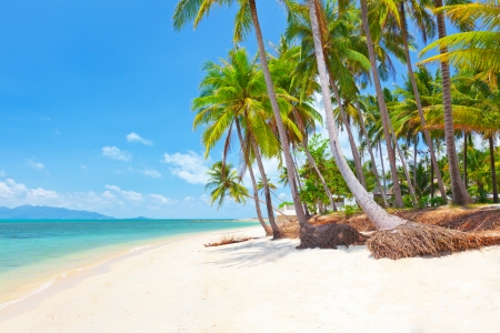 tropical beach with coconut palmの写真素材