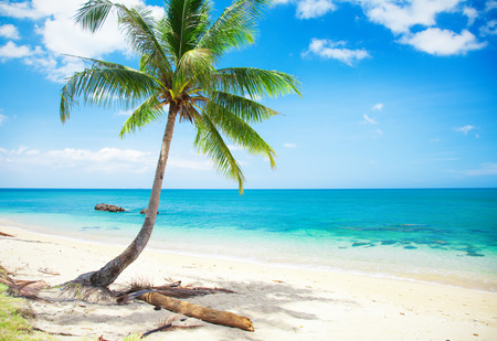 beautiful beach with coconut palmの写真素材