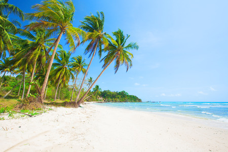 tropical beach with coconut palm and seaの写真素材