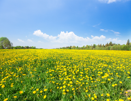 Yellow flowers  field under blue skyの写真素材