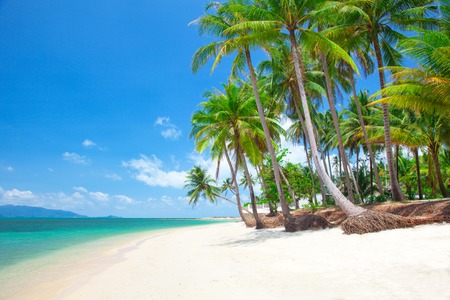 tropical beach with coconut palmの写真素材