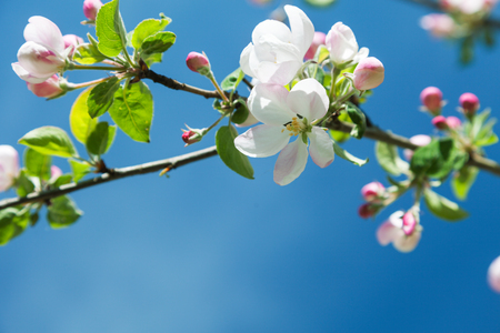 blossom apple treeの写真素材