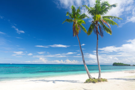 tropical beach with coconut palm