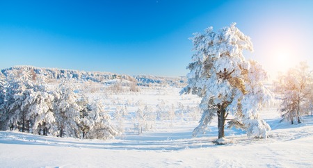 Winter park in snowの写真素材