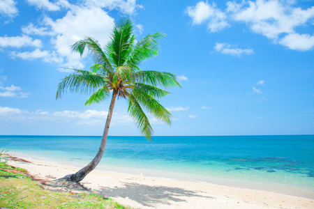 tropical beach with coconut palmの写真素材
