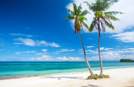 tropical beach with coconut palmの写真素材