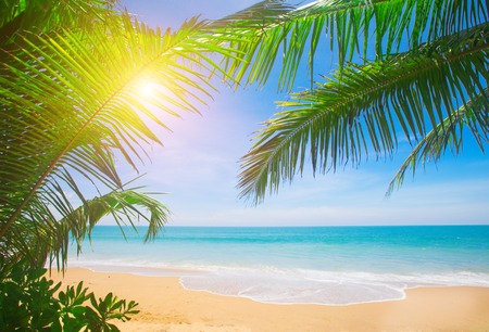 Palm and tropical beachの写真素材